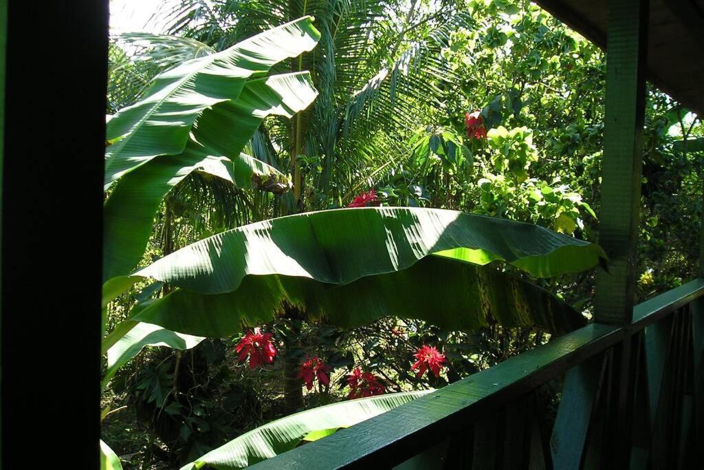 Moves Rasta Cottage Negril Exterior photo